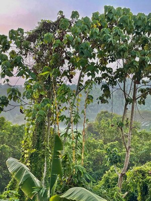  3 BHK Villa at Assagao – for Sale