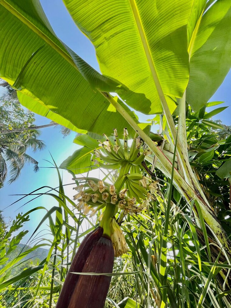 undefined, assagao 3 Bedroom 250 Sq.Mt. Villa In Assagao Goa 9490744