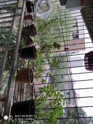 Balcony in 1 BHK Apartment at Kharghar Sector 30 – for Sale