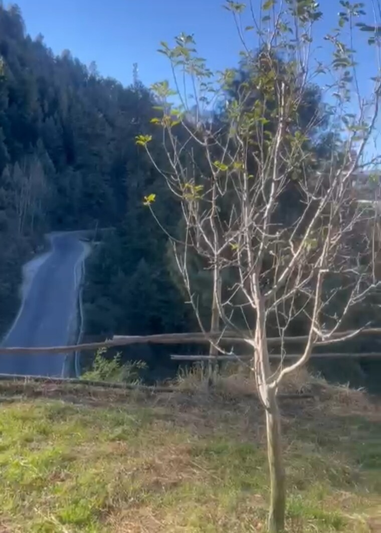 undefined, thoeg  4000 Sq.Ft. Plot In Thoeg Shimla 9493301