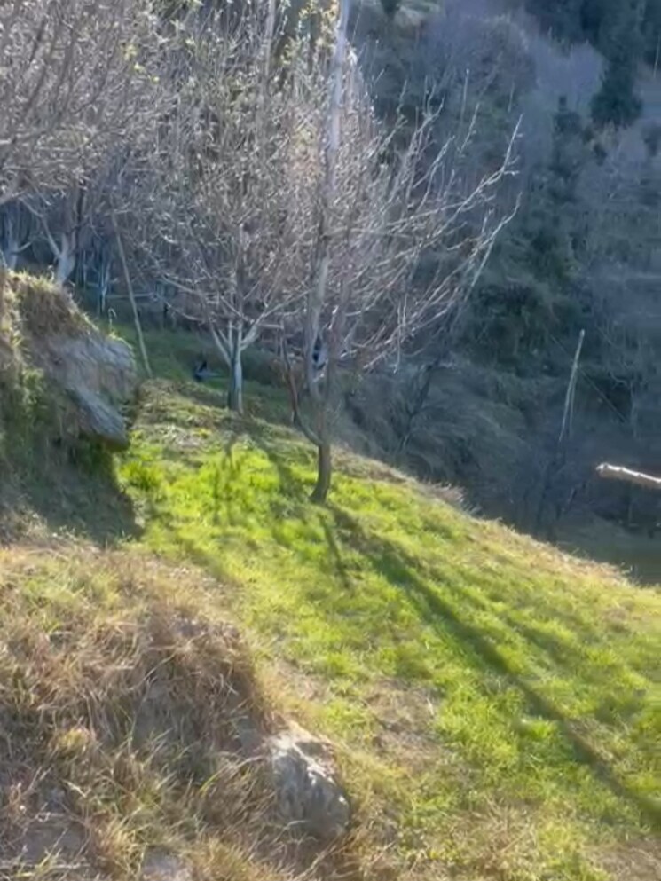 undefined, thoeg  4000 Sq.Ft. Plot In Thoeg Shimla 9493301