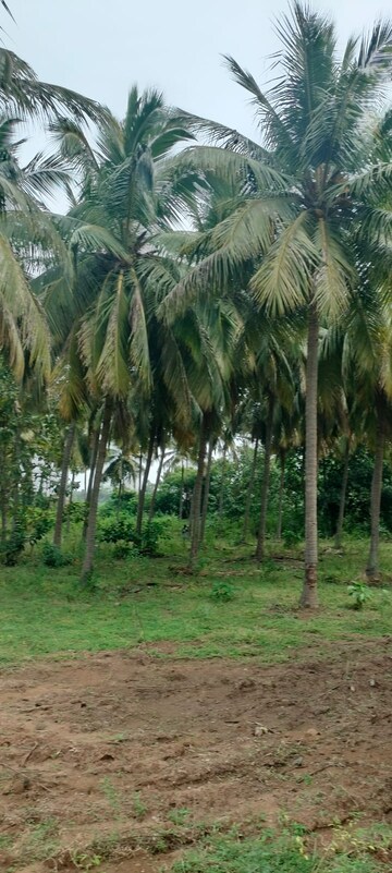 Plot Area in  Plot at Uthiramerur – for Sale