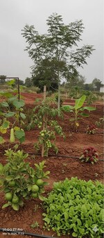 200 Sq.Yd. Plot in Pearl City 