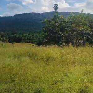 Plot Area in  Plot at Pali – for Sale