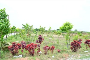  Plot – Garden View at Kamandoddi - for Sale