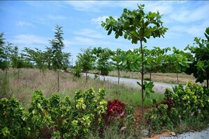  Plot – Garden View at Kamandoddi - for Sale