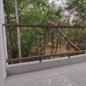 Balcony in 2 BHK Builder Floor at Chattarpur – for Rent