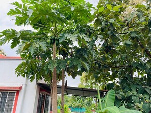 1.5 BHK Villa – Exterior View View at Mulshi - for Sale