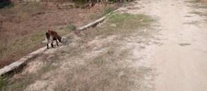 Plot Area in  Plot at Motiram Adda – for Sale