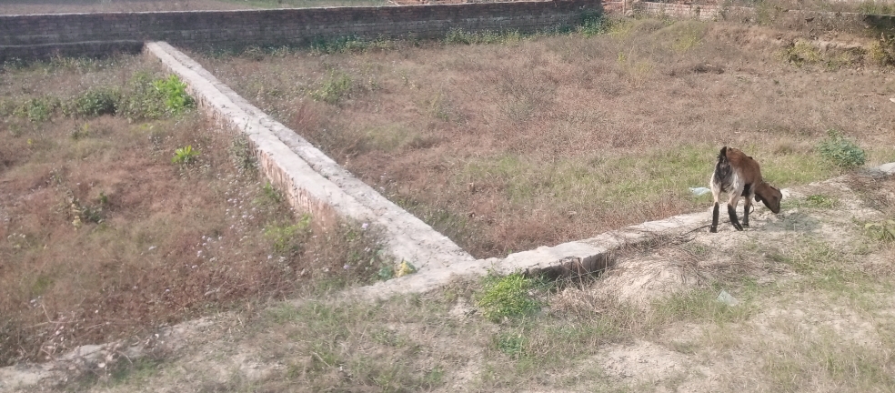Plot For Sale in Motiram Adda
