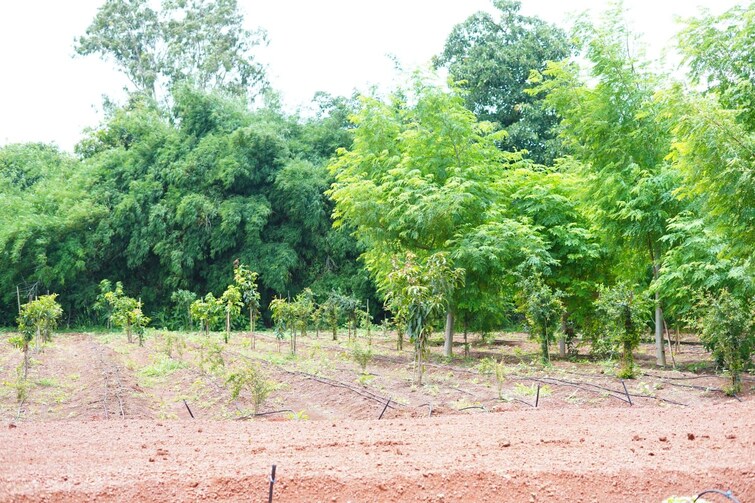 Cover Image, shankarpalli  149 Sq.Yd. Plot In Shankarpalli Hyderabad 9512300