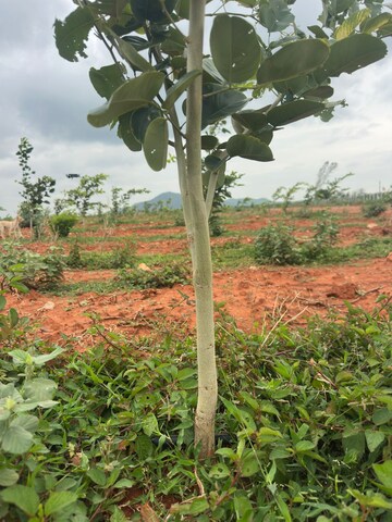  Land For Sale in Lawyer Pet