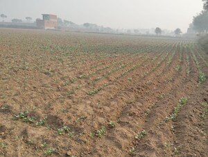 Plot Area in  Plot at Garden 28, Pataudi – for Sale