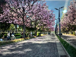 1 BHK Apartment – Garden View at Prestige Primrose Hills, Banashankari 6th Stage - for Rent