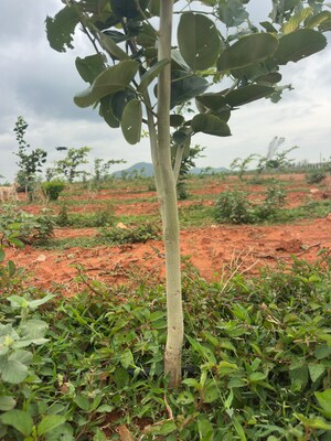  Land – Garden View at Venkatrajupalem - for Sale