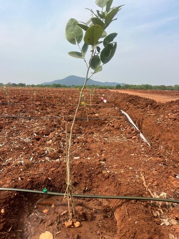  Land For Sale in Venkatrajupalem
