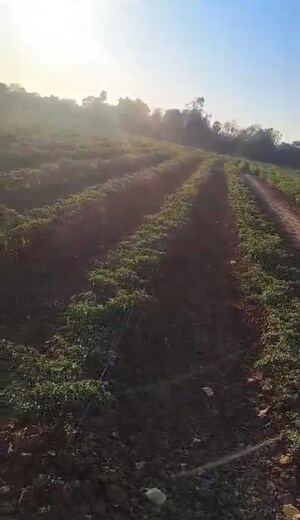  Land For Sale in Mahim