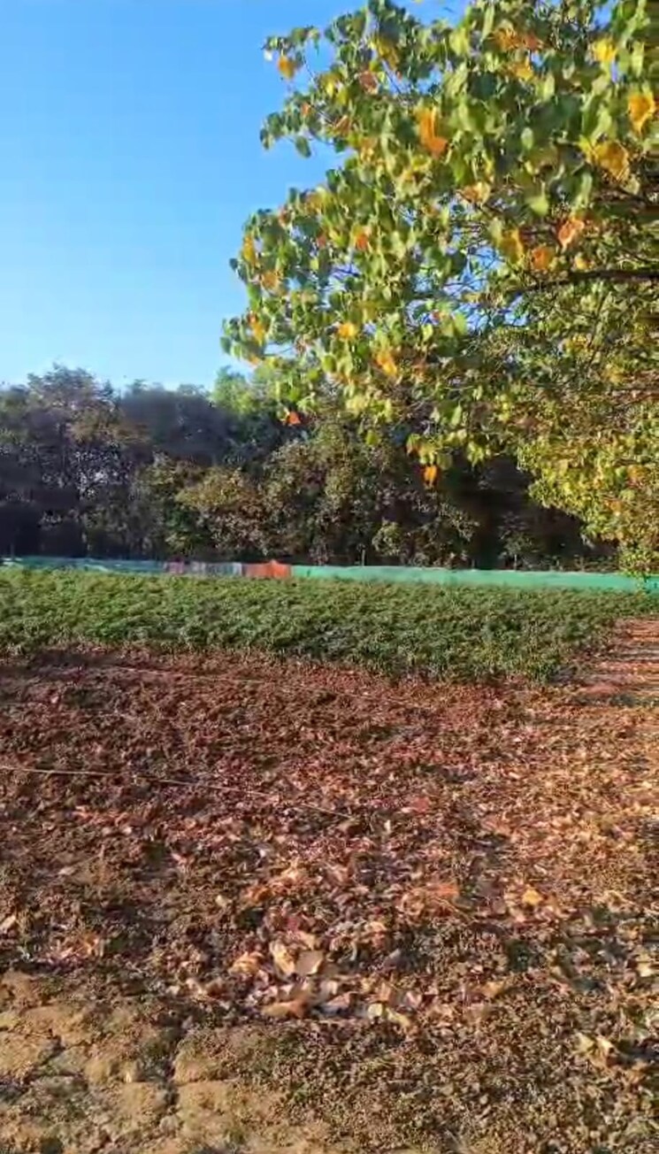 Garden, mahim Commercial Land 1 Acre In Mahim Palghar 9543377