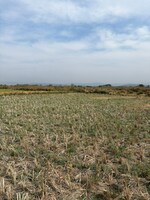 1200 Sq.Ft. Plot in Jui