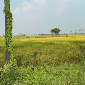 Plot Area in  Plot at Kanchikacherla – for Sale