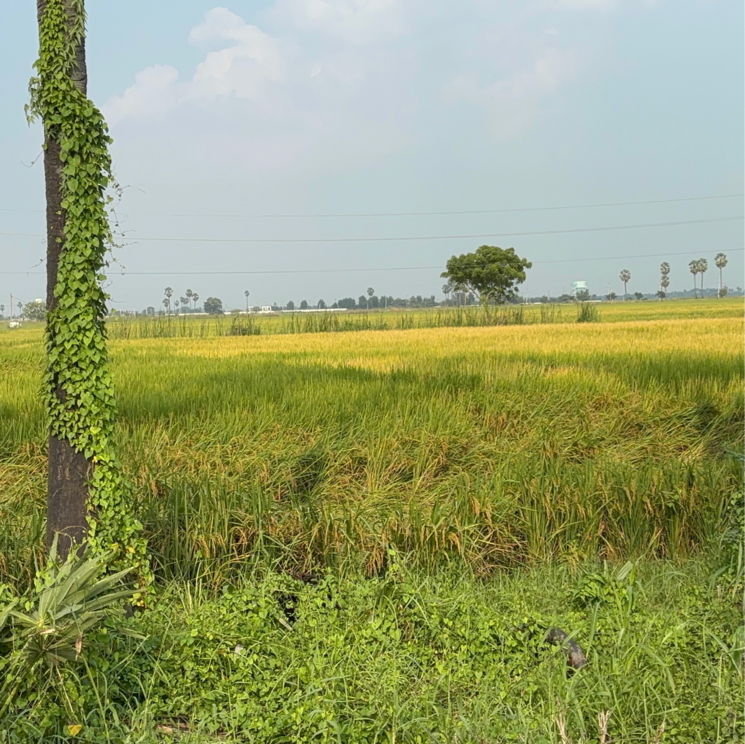 undefined, kanchikacherla  166 Sq.Yd. Plot In Kanchikacherla Vijayawada 9552648