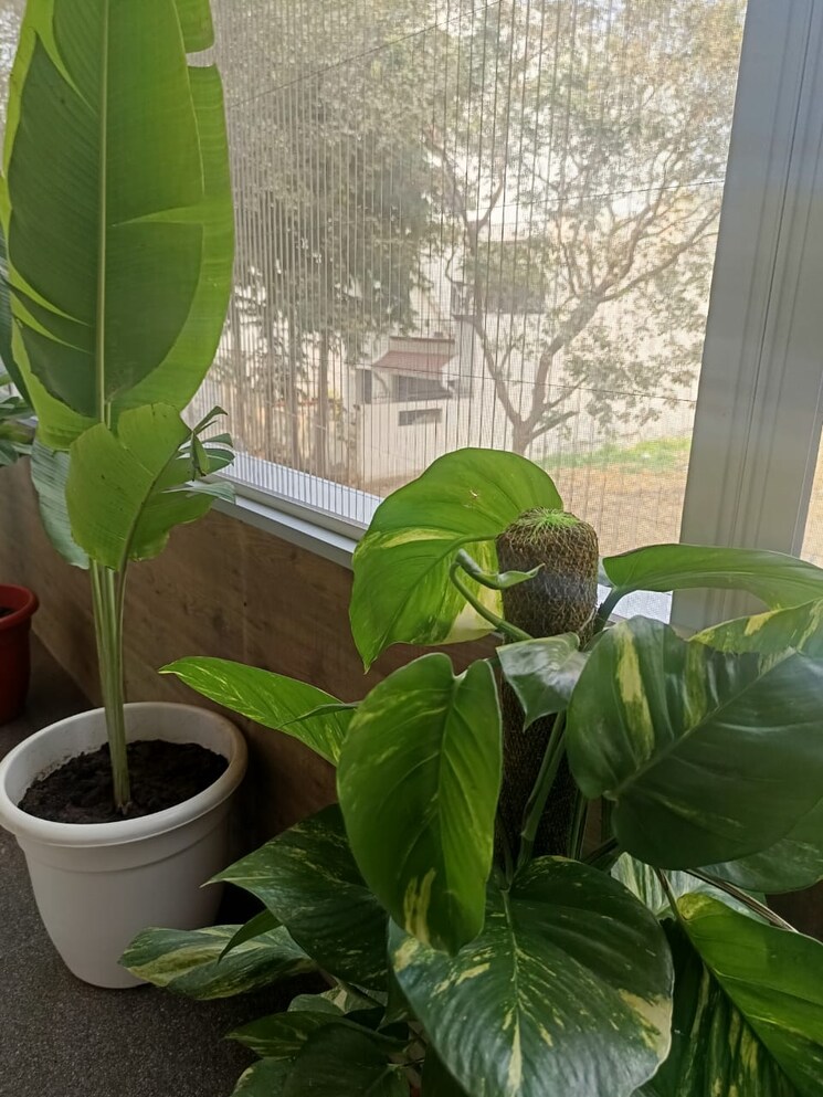 Bathroom, dlf-city-phase-iv 4 Bedroom 3800 Sq.Ft. Builder Floor In Dlf Phase iv Gurgaon 9552736