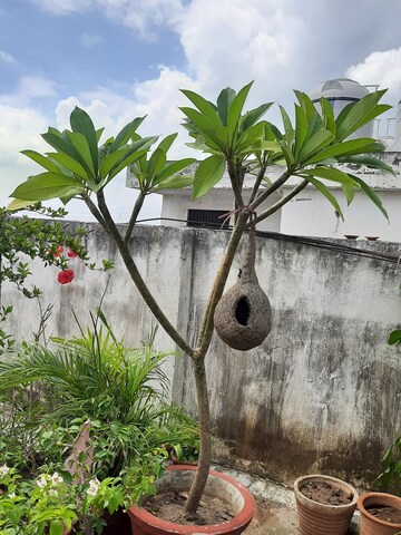 3 BHK Builder Floor – Exterior View View at Motia Blue Ridge, Dhakoli - for Sale