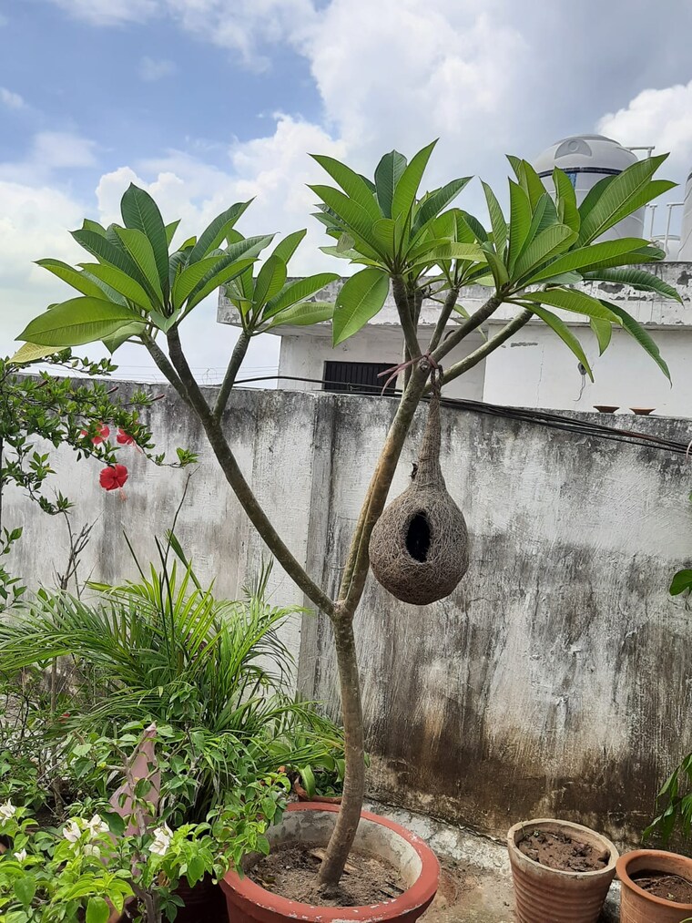 Exterior View, motia-blue-ridge 3 Bedroom 1200 Sq.Ft. Builder Floor In Dhakoli Zirakpur 9554579