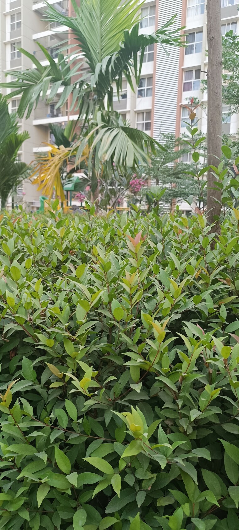 Garden, pride-purple-park-astra 3 Bedroom 900 Sq.Ft. Apartment In Hinjewadi Pune 9554627