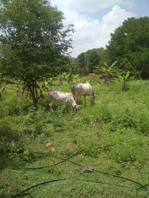  Plot – Exterior View View at Kelamangalam rd - for Sale