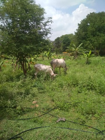  Plot – Exterior View View at Kelamangalam rd - for Sale