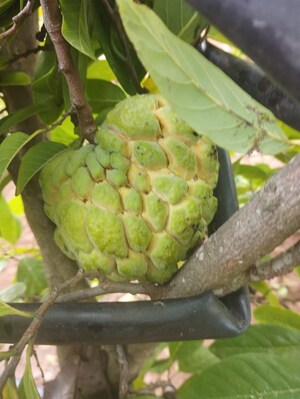  Plot – Exterior View View at Kelamangalam rd - for Sale