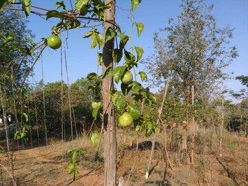  Plot – Exterior View View at Kelamangalam rd - for Sale