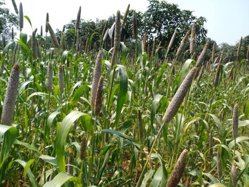  Plot – Exterior View View at Kelamangalam rd - for Sale