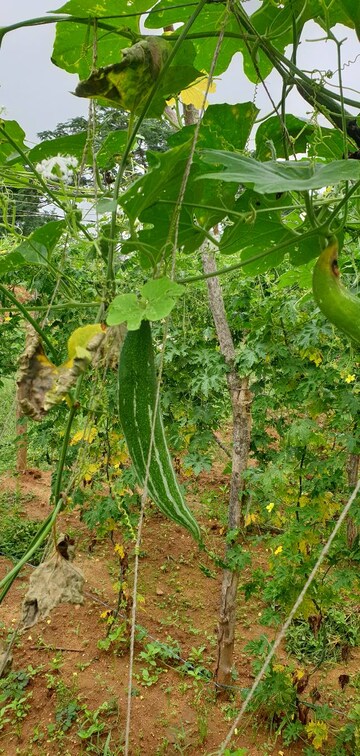  Plot – Exterior View View at Kelamangalam rd - for Sale