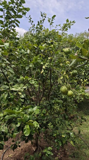  Plot – Exterior View View at Kelamangalam rd - for Sale