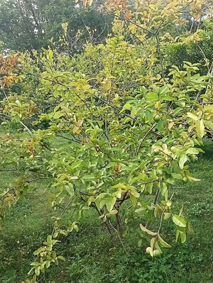  Plot – Exterior View View at Kelamangalam rd - for Sale