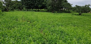  Plot For Sale in Kelamangalam rd