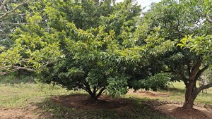 Plot Area in  Plot at Kelamangalam rd – for Sale