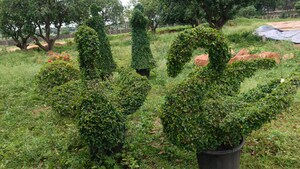  Plot – Exterior View View at Burgula Village - for Sale