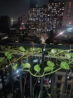 1 BHK 420 Sq.Ft. Apartment in Don October