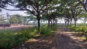 Plot Area in  Plot at Pimpalgaon Baswant – for Sale