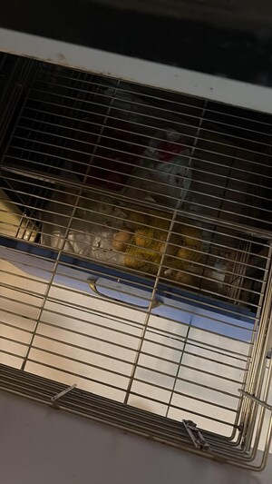 Balcony in 2 BHK Apartment at Paranjape Blue Ridge, Hinjewadi – for Rent