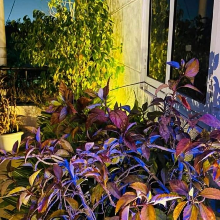 Garden, malviya nagar 1 Bedroom 600 Sq.Ft. Builder Floor In Malviya Nagar Delhi 9570056