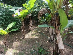  Plot – Garden View at Kuttoor - for Sale