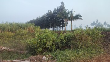Plot Area in  Plot at Dindori – for Sale