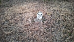 Plot Area in  Plot at Mohadi – for Sale