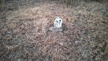 Plot Area in  Plot at Mohadi – for Sale