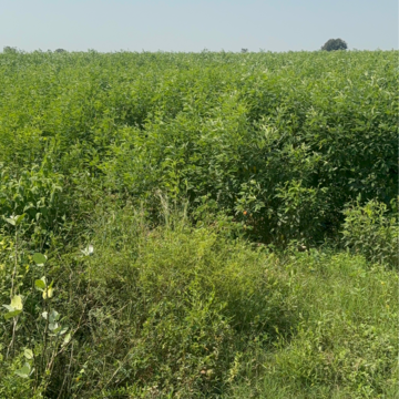  Land – Garden View at Mulapadu - for Sale