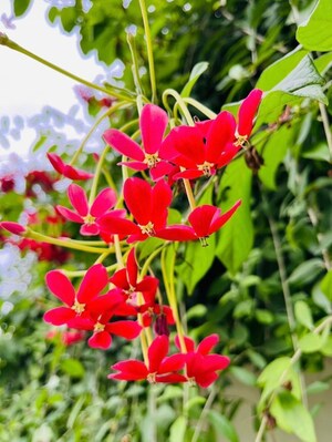   Plot at Wing Lucknow Greens Plots, Sultanpur Road – for Sale